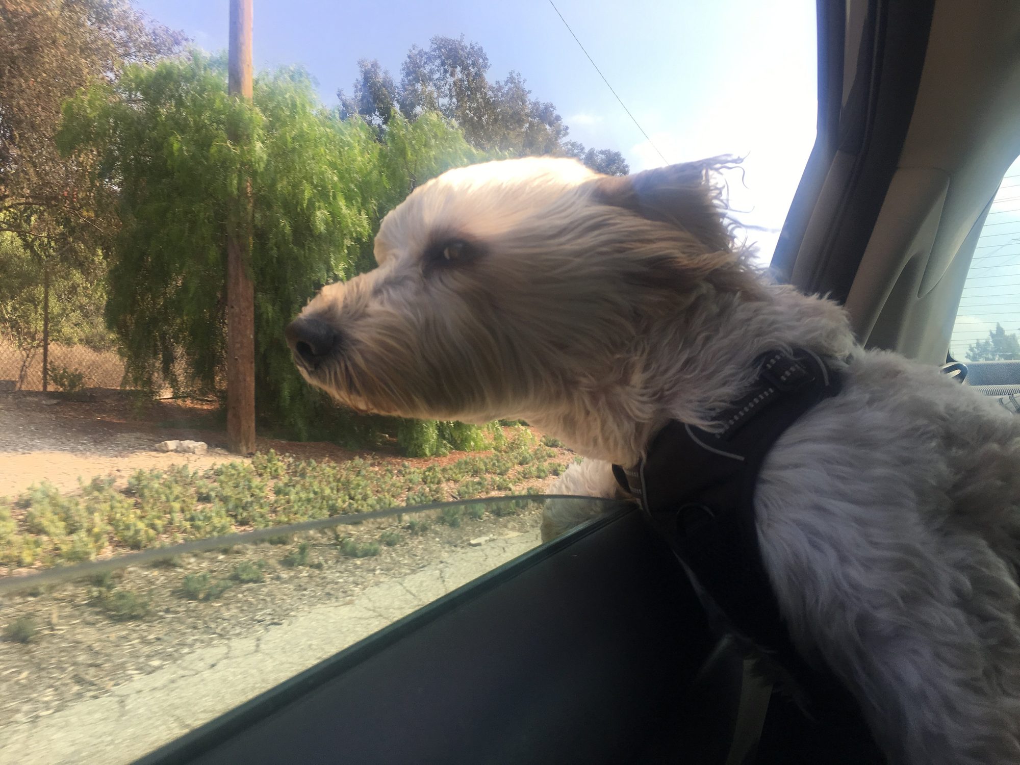 Wilbur, studio companion